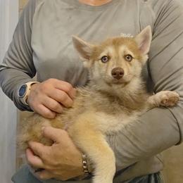 Clover - Chocolate female Pomsky puppy in Weir, Texas from Bluebonnet Pomskies