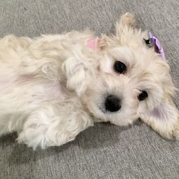 Maltipoo and Poodle Puppies from Toy Poodle & Maltipoo Maui