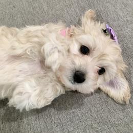 Maltipoo and Poodle Puppies from Toy Poodle & Maltipoo Maui