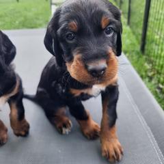Gordon Setter Puppies from Tom McCleary