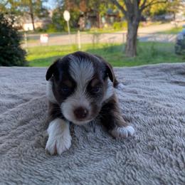 Willow - Red & white female Miniature Australian Shepherd puppy in Oroville, Washington from High Mountain Aussies