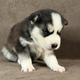 Yuki - Black and white male Siberian Husky puppy in Miami, Florida from House of Ace & Iza
