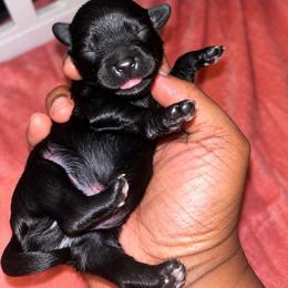 Froggy - Black and tan male Yorkshire Terrier puppy in Gastonia, North Carolina from Banks Dynasty Kennel