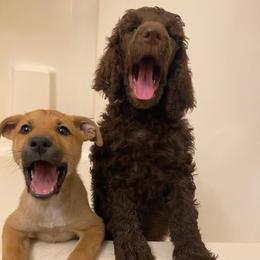 Poodle All Grown Up from HD Poodles