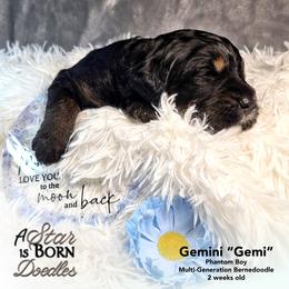 Gemini 'Gemi' - Black Collar - Phantom male Bernedoodle puppy in Jackson, Michigan from A Star is Born Doodles
