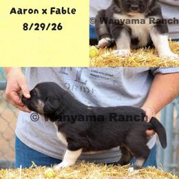 Boy 6 - Blue fawn male Anatolian Shepherd Dog puppy in Fort Collins, Colorado from Wanyama Ranch Anatolians