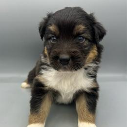 Lydia - Black tri-color female Australian Shepherd puppy in Scottsville, Virginia from Cedar Creek Aussies