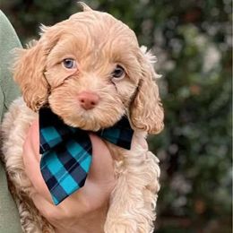 Reaper - Buff male Cockapoo puppy in Mocksville, North Carolina from Little Bear Doodles
