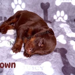 Brown collar - Red and rust male Doberman Pinscher puppy in Louisville, Kentucky from Ruiz Dobermans