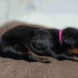 Black Female - Black and rust female Doberman Pinscher puppy in Spencer, Indiana from Jackson's Dobermans
