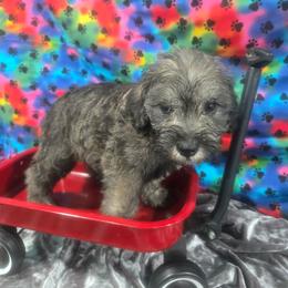 Saturn - Salt and pepper male Miniature Schnauzer puppy in Neosho, Missouri from Cooley's Cuddle Pups