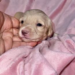 Ella - Cream female Dachshund puppy in Hornbeck, Louisiana from A&Z Mini Dachshunds