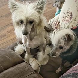 Chihuahua and Chinese Crested Puppies from Western Kentucky Chihuahua’s and Chinese Crested’s