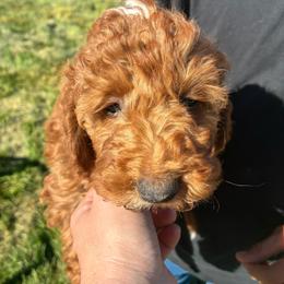 Pooh - Red and white male Cockapoo puppy in Adrian, Oregon from ApplebyFarm
