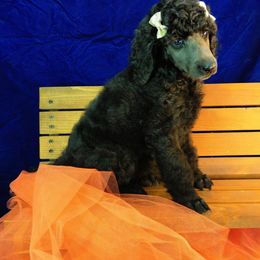 Poodle Puppies from Illini Spirit Standard Poodles