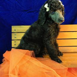 Poodle Puppies from Illini Spirit Standard Poodles