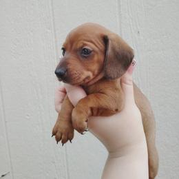 Lil Doc Quinn - Red female Dachshund puppy in Williamsburg, New Mexico from The Outlawed Dachshunds