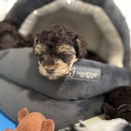 Lucy - Chocolate female Yorkipoo puppy in Waldorf, Maryland from Luv My Yorkies, LLC