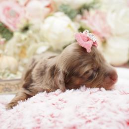 Sydney - Dapple female Dachshund puppy in Big Rapids, Michigan from 30 Acre Woods Dachshunds