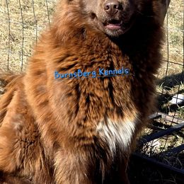 KoaKoa - Siberian Husky