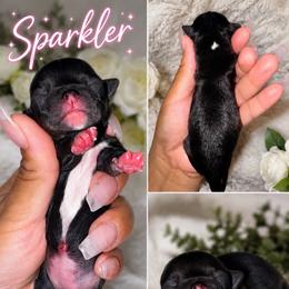 Sparkler - Black and white female Chihuahua puppy in Parkland, Washington from Best pets