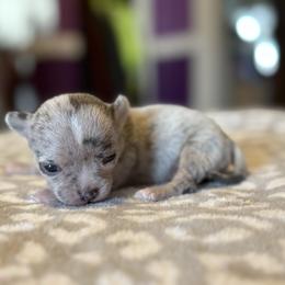 Trixie - Merle female Chihuahua puppy in Beckemeyer, Illinois from Guardian’s of the Chihuahuas