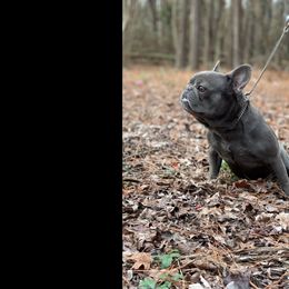Bentley - Blue male French Bulldog puppy in Ludowici, Georgia from Royal Destiny Kennels