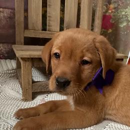 Purple ribbon female - Yellow female Labrador Retriever puppy in Newmanstown, Pennsylvania from Retrievers of Millbach