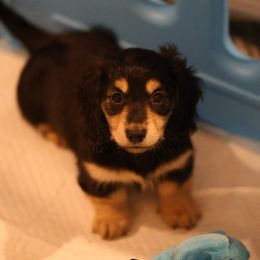 Dachshund Puppies from Ashley Kate’s Doxies