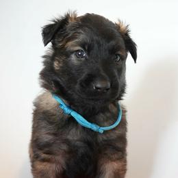 Margaery - Fawn female Belgian Malinois puppy in Baltimore, Maryland from Abenteurer German Shepherds & Belgian Malinois