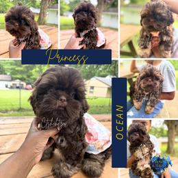Princess Ocean - Liver female Shih Tzu puppy in Xenia, Ohio from Crown & Tress Shih Tzu
