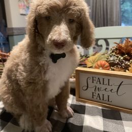 Poodle Puppies from Sooner State Standards