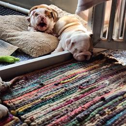 Jones - Fawn and white male Bulldog puppy in Hillsdale County, Michigan from KZ Bullies LLC