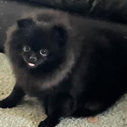 Hope - Black female Pomeranian puppy in Sprague, Washington from Poetry Poms