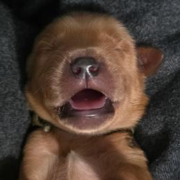 Hagrid - Dark golden male Golden Retriever puppy in Orange City, Florida from Sidekick Retrievers