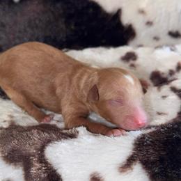 Boy 3 - Apricot male Aussiedoodle puppy in Mtn Rest, South Carolina from Stocktons Doxies & Poodles