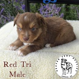 Doug - Red tri male Miniature Australian Shepherd puppy in Jaroso, Colorado from Heaven Sent Aussies