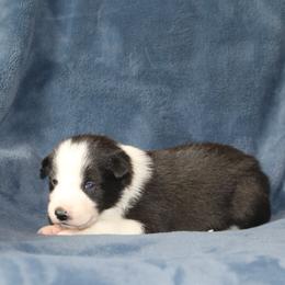 Janai - Black female Border Collie puppy in Tiskilwa, Illinois from First Harmony Farms