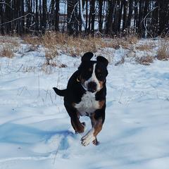 Greater Swiss Mountain Dog All Grown Up from Donough Haven Greater Swiss Mtn. Dogs