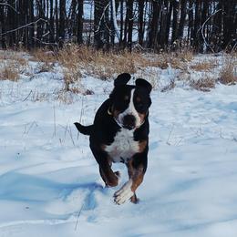 Greater Swiss Mountain Dog All Grown Up from Donough Haven Greater Swiss Mtn. Dogs