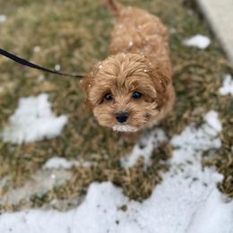 Bernedoodle, Cavapoo, Havanese, and Havapoo Puppies from Lady Paws Puppies - Cassie