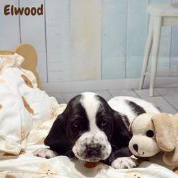 Elwood - Black and white male Basset Hound puppy in Hodges, South Carolina from Blooming Basset