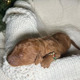 Prancer - Red female Bernedoodle puppy in Greenville, South Carolina from Halo BerneDo