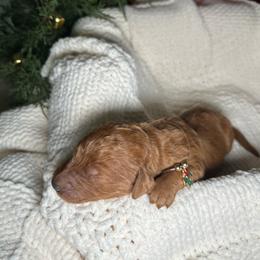 Prancer - Red female Bernedoodle puppy in Greenville, South Carolina from Halo BerneDo