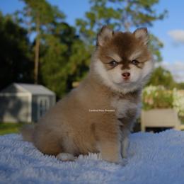Khalen - Red and white male Pomsky puppy in Loxahatchee, Florida from Cardinal Point Pomskies