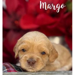 Margo - Caramel ice female Australian Labradoodle puppy in Gladstone, Oregon from Beaver State Labradoodles