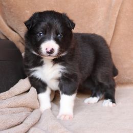 JASPER - Black Collar Boy - AKC - Black male Border Collie puppy in Courtland, Alabama from C Bar C Ranch Border Collies