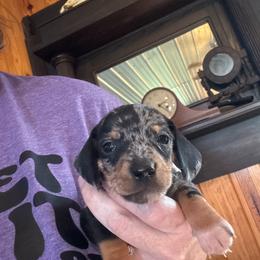 Camo - Dapple male Dachshund puppy in Nashville, Georgia from Riverside Dachshund
