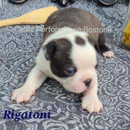 Rigatoni - Black brindle and white male Boston Terrier puppy in Griffin, Georgia from Celtic Performance Bostons