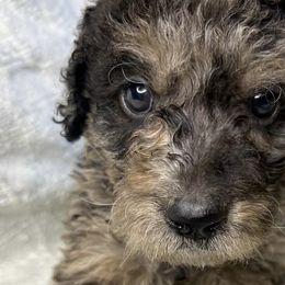 Labradoodles from Pawsome doodles